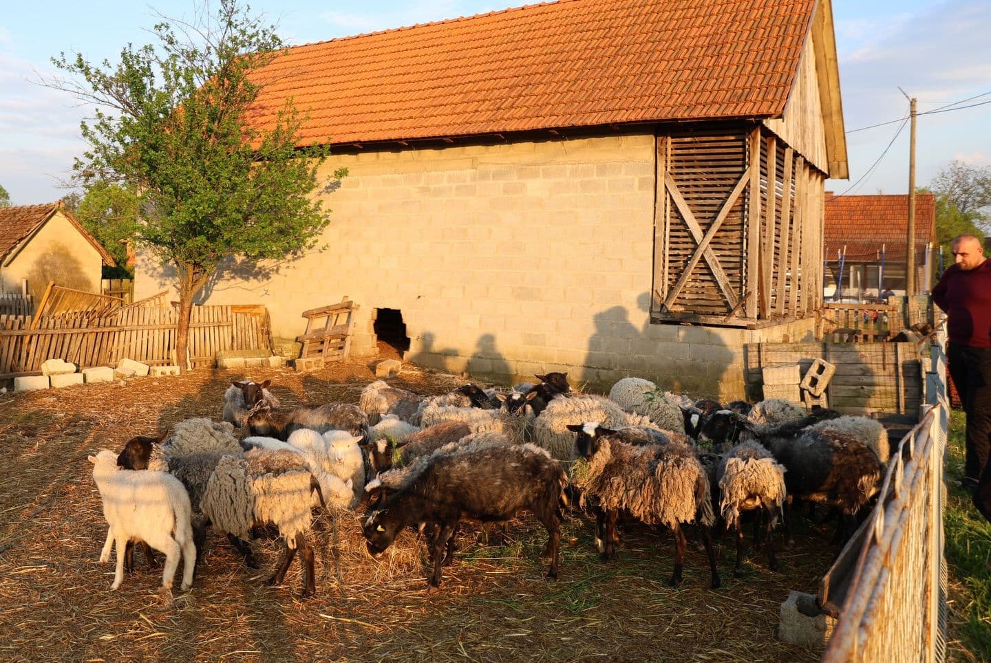 opština Pelagićevo  